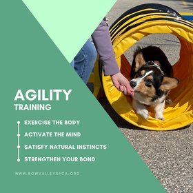Agility Training Image