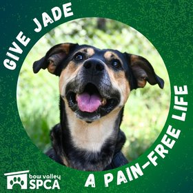Jade Fundraiser - FB Social