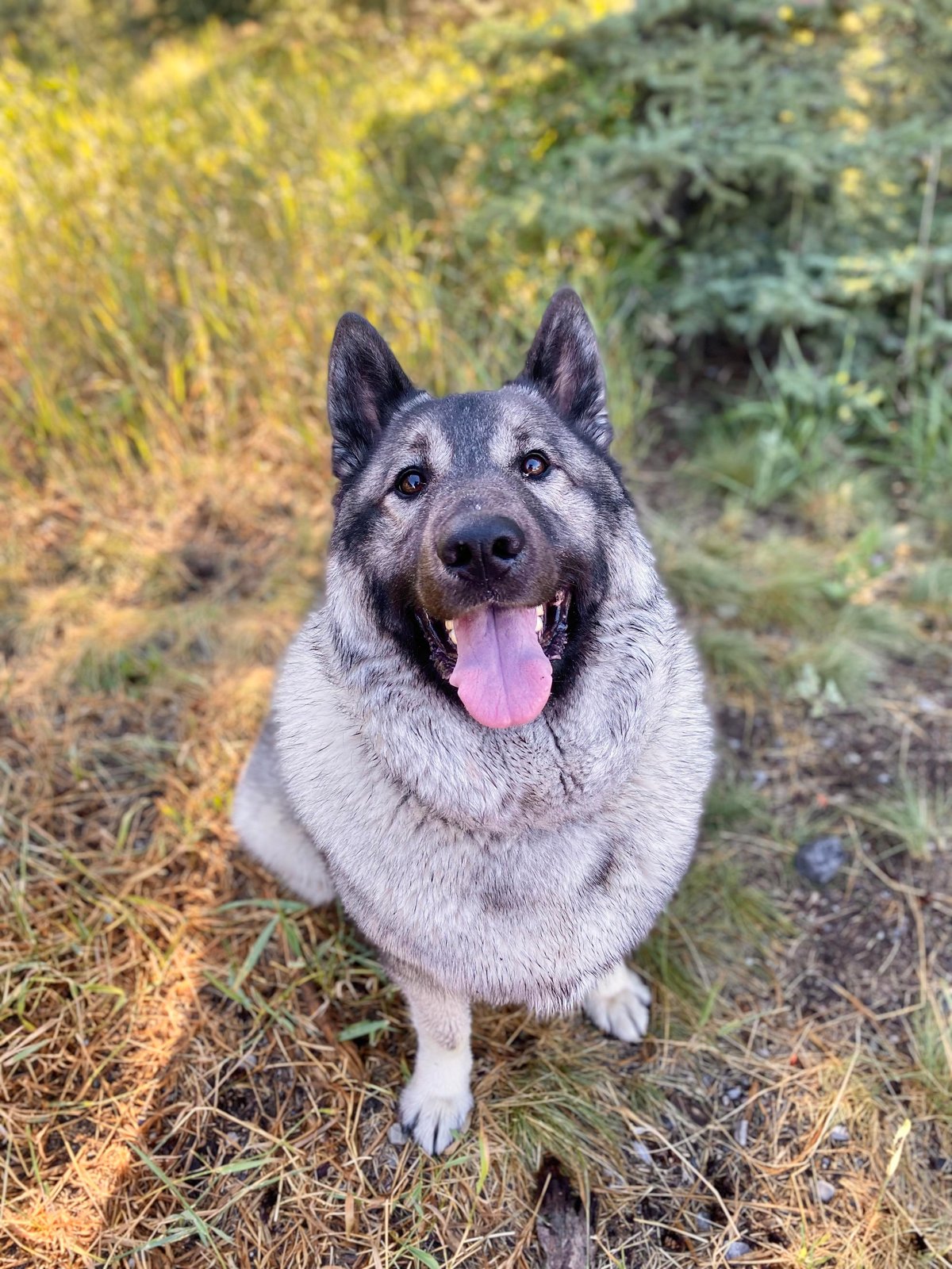 do norwegian elkhound like to cuddle