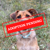 ADOPTION PENDING (11)