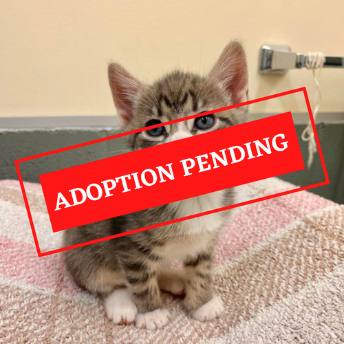 ADOPTION PENDING (26)