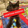 ADOPTION PENDING (4)