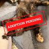 ADOPTION PENDING (59)