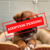 ADOPTION PENDING (5)