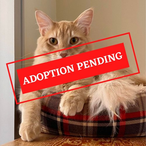 ADOPTION PENDING (6)