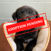 ADOPTION PENDING (6)