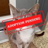 ADOPTION PENDING (8)