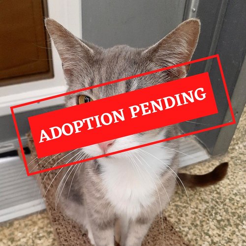 ADOPTION PENDING (8)