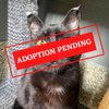 ADOPTION PENDING (9)