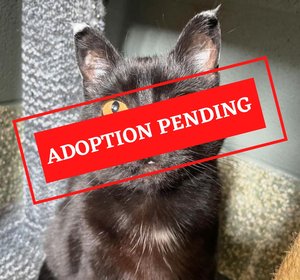 ADOPTION PENDING (9)