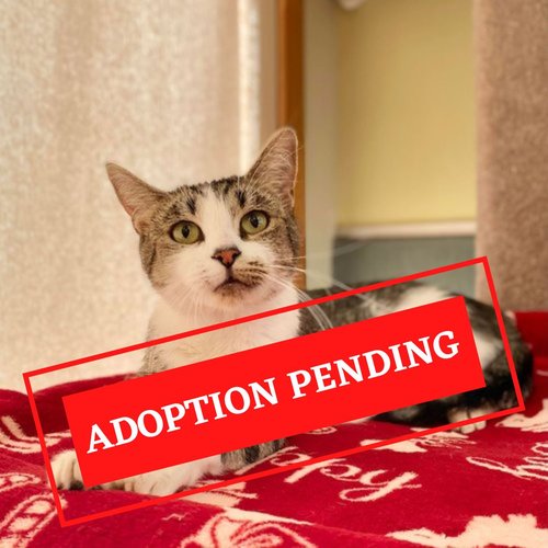 ADOPTION PENDING