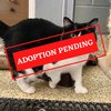 ADOPTION PENDING