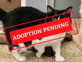 ADOPTION PENDING