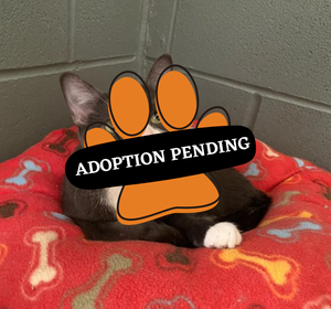 Adoption Pending (83)