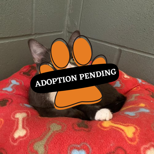 Adoption Pending (83)