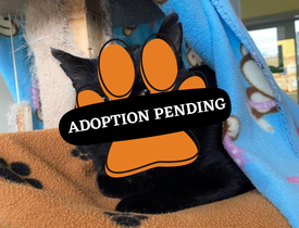 Adoption Pending (84)