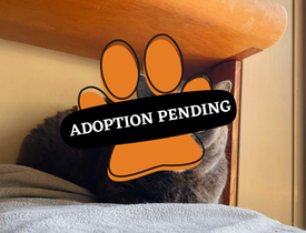 Adoption Pending (85)