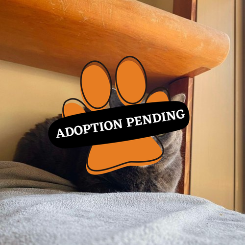 Adoption Pending (85)