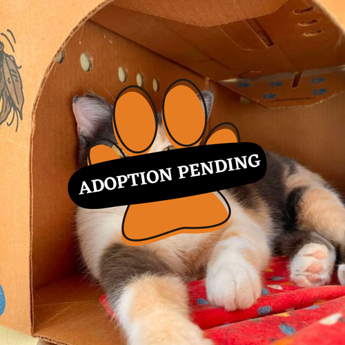 Adoption Pending (86)