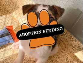 Adoption Pending (92)