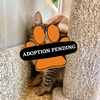 Adoption Pending (97)