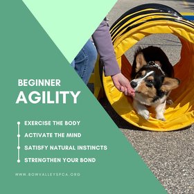 Beginner Agility - Social Media Square