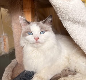 Chester Cattington - 3