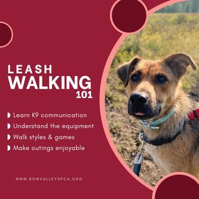 Leash Walking 101 - Social Media Sq