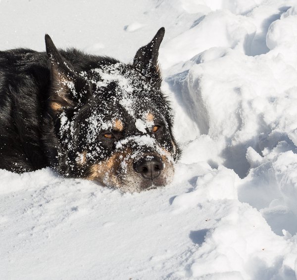 Maggie-snow playIMG_6495.jpg