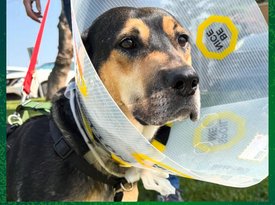Misc. Fundraisers - Social Media (4)