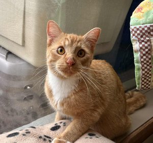 Mufasa-1