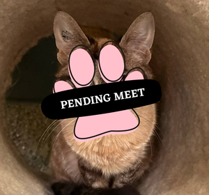 Pending Meet (12)