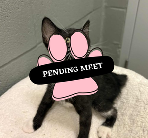 Pending Meet (29)