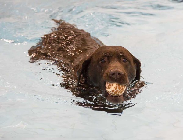 Pooch PlungeIMG_4979.jpg