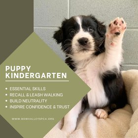 Puppy Kindergarten - Social Media Sq