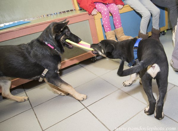 Puppy class Bob and GerShep_pamdoylephoto ww.jpg