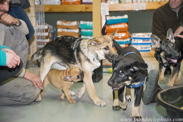 Puppy class four_pamdoylephoto.com ww.jpg