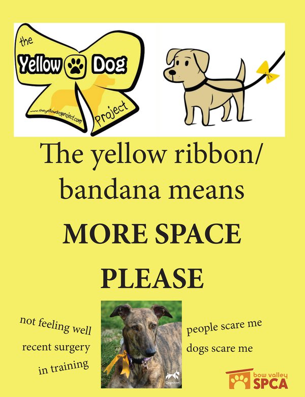 Yellow Dog 6.jpg